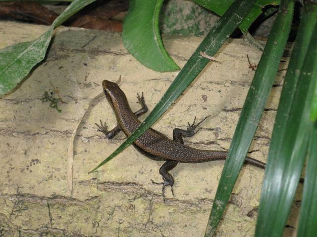 Thai lizard